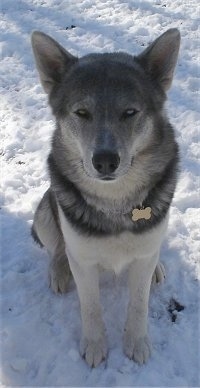 Husky and hot sale wolf hybrid